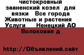 чистокровный зааненский козел  для вязки - Все города Животные и растения » Услуги   . Ненецкий АО,Волоковая д.